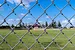 39 inch field fence
